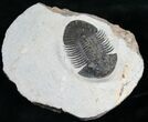 Very Bumpy Platyscutellum Trilobite - Axial Spines #8380-3